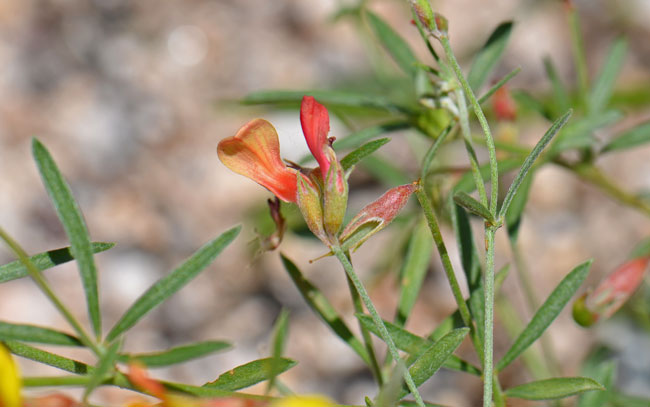 Lotus wrightii, Red and Yellow Pea, Southwest Desert Flora